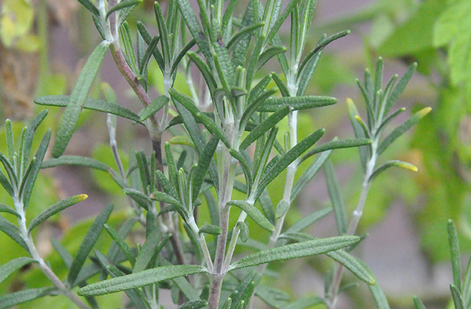 Good Body Products' Rosemary petals